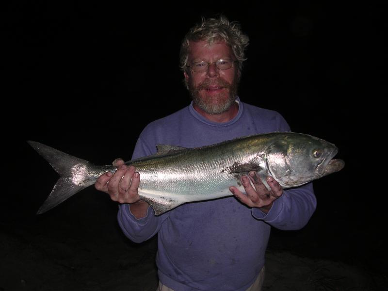 33" bluefish  13-15 lbs